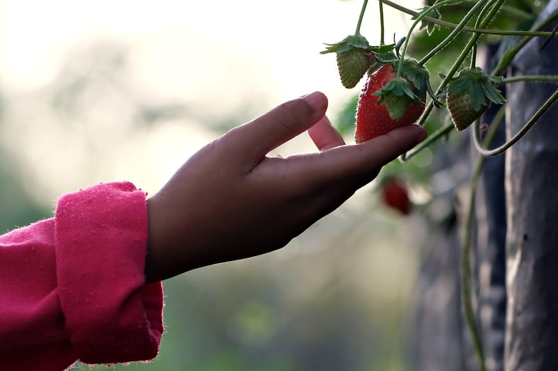 Pixie Fruit Picking